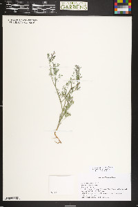 Fumaria vaillantii image