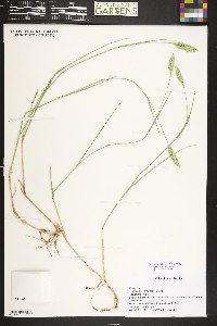 Agropyron cristatum image