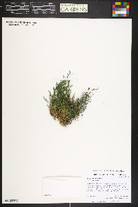 Selaginella densa image