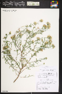 Machaeranthera tanacetifolia image