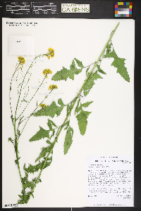 Sisymbrium loeselii image