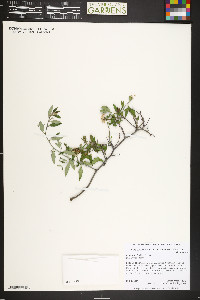 Ceanothus fendleri image