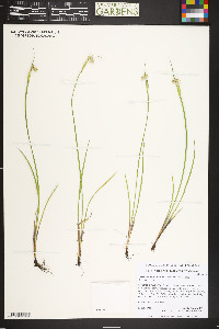 Sisyrinchium montanum image