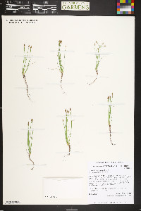 Eleocharis engelmannii image