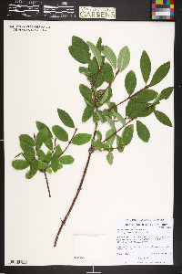 Lonicera caerulea image