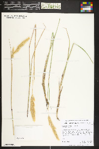 Calamagrostis purpurascens image