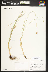 Carex hoodii image