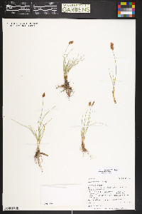 Carex duriuscula image