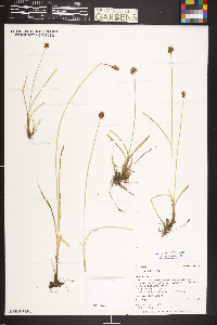 Carex jonesii image