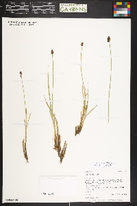 Carex illota image