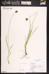 Carex ebenea image