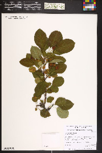 Malus pumila image