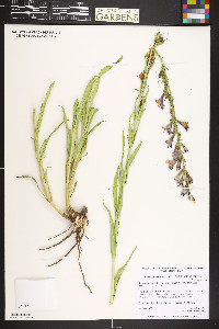 Penstemon unilateralis image