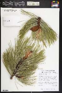 Pinus ponderosa image