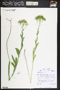 Lepidium chalepense image