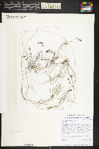 Potamogeton berchtoldii image