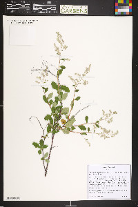 Holodiscus discolor image