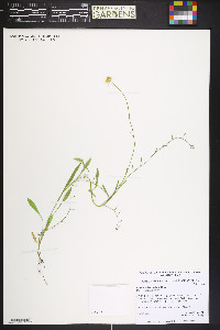 Erigeron flagellaris image