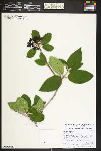 Viburnum lantana image