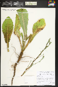 Lactuca virosa image