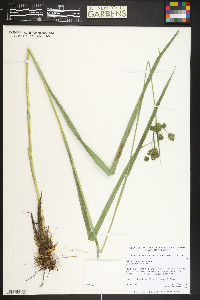 Scirpus hattorianus image