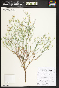 Stephanomeria pauciflora image