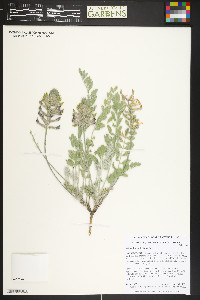 Astragalus mollissimus image