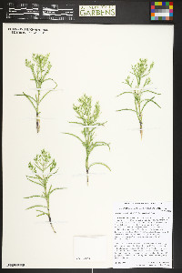 Frasera coloradensis image