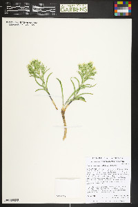 Frasera coloradensis image