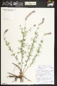 Dalea tenuifolia image