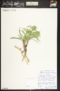 Frasera coloradensis image