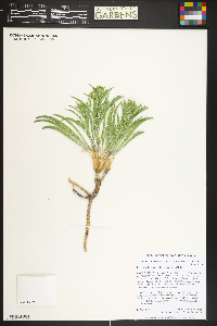 Frasera coloradensis image