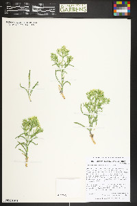 Frasera coloradensis image