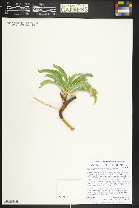 Frasera coloradensis image