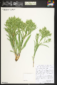 Frasera coloradensis image