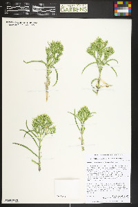 Frasera coloradensis image