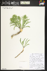 Frasera coloradensis image