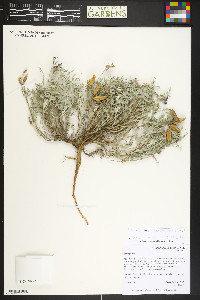 Astragalus missouriensis image