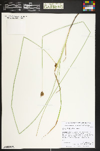 Carex bebbii image