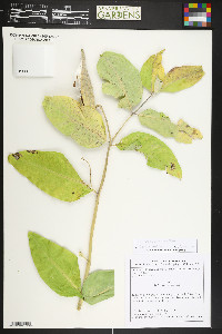 Asclepias speciosa image