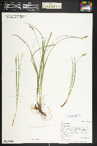 Carex geyeri image