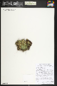 Selaginella densa image