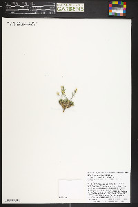 Draba exunguiculata image