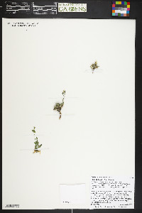 Draba streptobrachia image