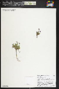 Boechera lemmonii image