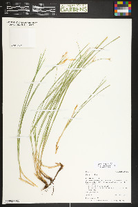 Carex geyeri image