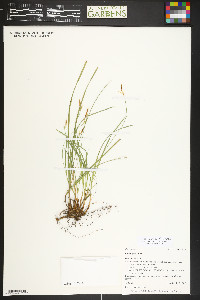 Carex geyeri image