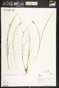 Carex echinata subsp. echinata image