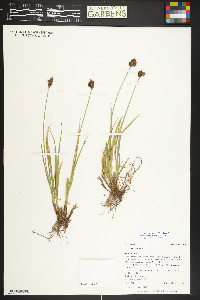 Carex ebenea image