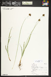 Carex ebenea image